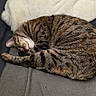 Kaya a rejoint le concours — aidez-le/la à gagner de superbes lots ! cat, tabby, sleeping, curled_up, blanket, pillow, indoor, pet, feline, resting, cozy, fur, whiskers, relaxed, animal, cute, domestic_cat, soft, comfortable, napping