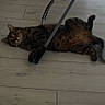 cat, tabby_cat, indoor, wooden_floor, chair, metal_frame, pet, animal, relaxed, lying_down, flooring, domestic_cat, curious, candid, resting, home, feline, looking_at_camera, four_legs, whiskers
