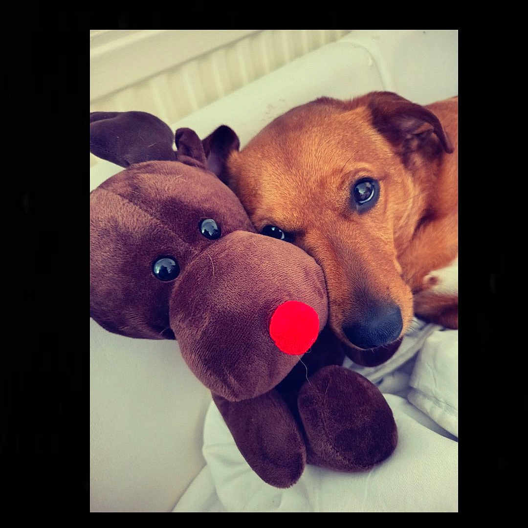 Saiko participe au concours pour gagner de l'argent avec cette photo : dog, stuffed_animal, plush_toy, reindeer, red_nose, brown_dog, close_up, cuddle, white_blanket, soft_texture, indoor, pet, animal, cute, cozy, friendship, resting, snout, ears, toy