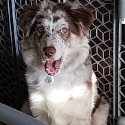 Draco joined the competition — help win amazing prizes! dog, australian_shepherd, pet, baby_gate, grid_pattern, indoor, happy, tongue_out, sitting, fluffy_fur, brown_and_white, speckled_face, eyes, nose, collar_tag, portrait, closeup, plastic_gate, fence, home_interior