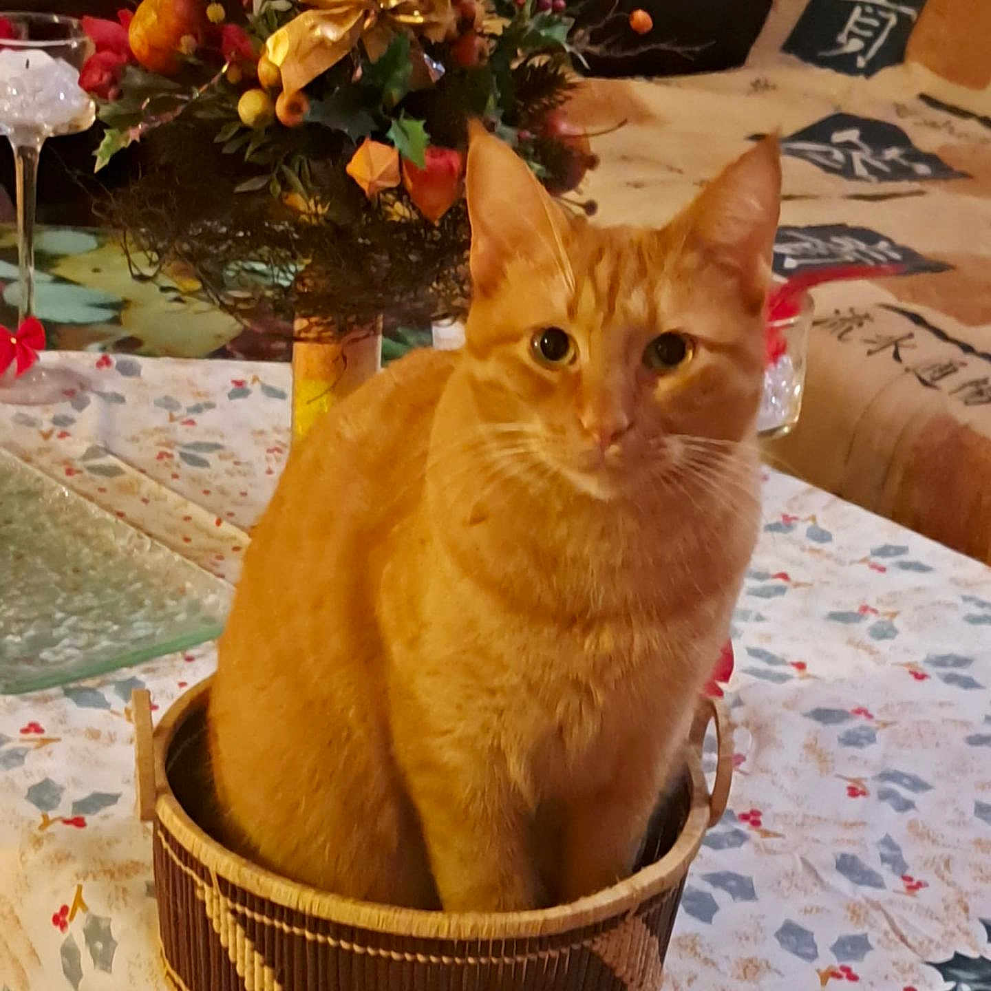 Dagobert participe au concours pour gagner de l'argent avec cette photo : animal, basket, cat, christmas, christmasdecorations, christmastree, festival, fun, kitten, leisureactivities, pet, picnic, picnicbasket, tape