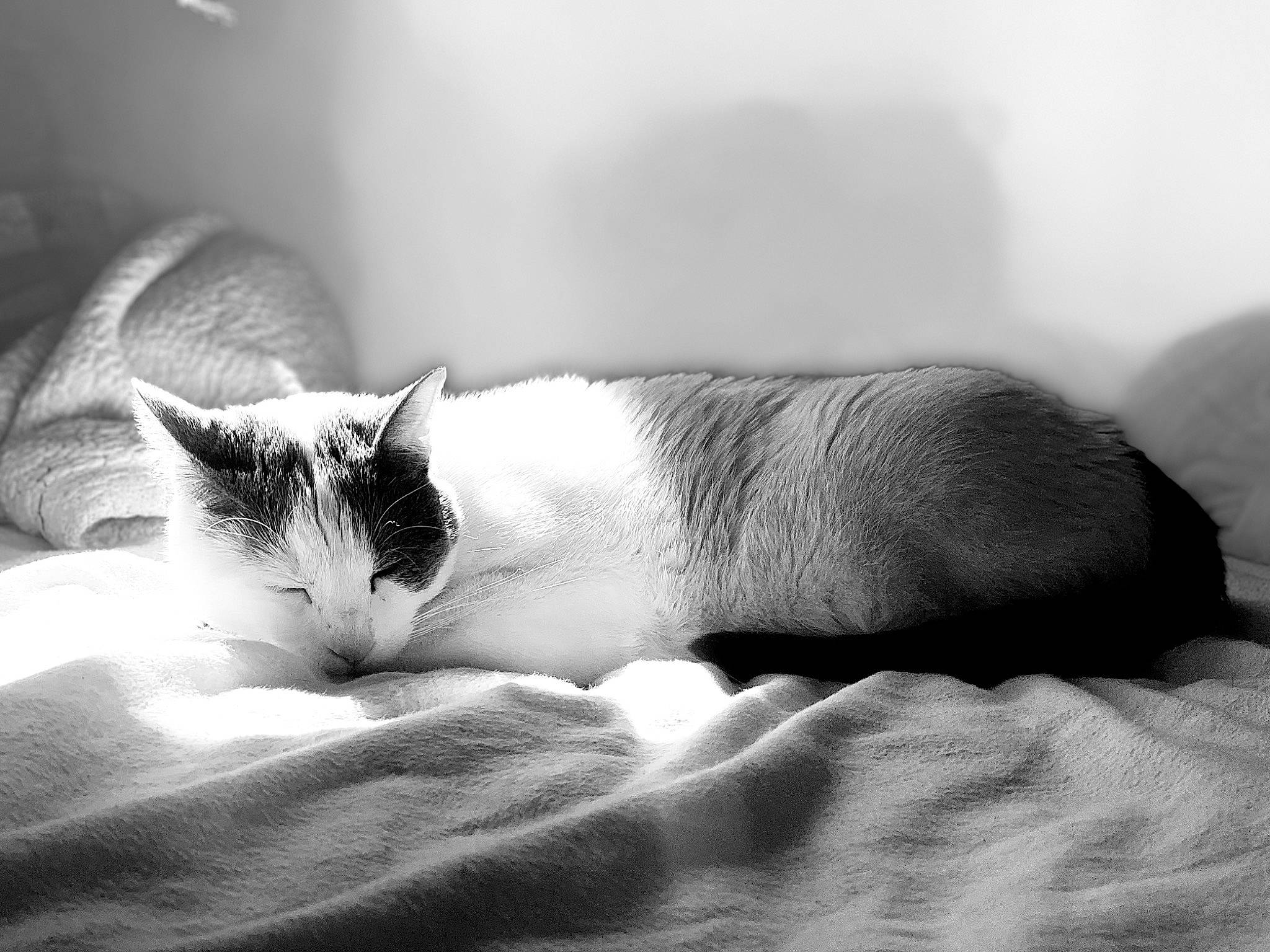 Daniel joined the competition — help win amazing prizes! black_and_white, carnivore, cat, comfort, ear, eye, eyelash, felidae, fur, grey, head, human_body, linens, monochrome, monochrome_photography, paw, small_to_medium_sized_cats, snout, tail, whiskers