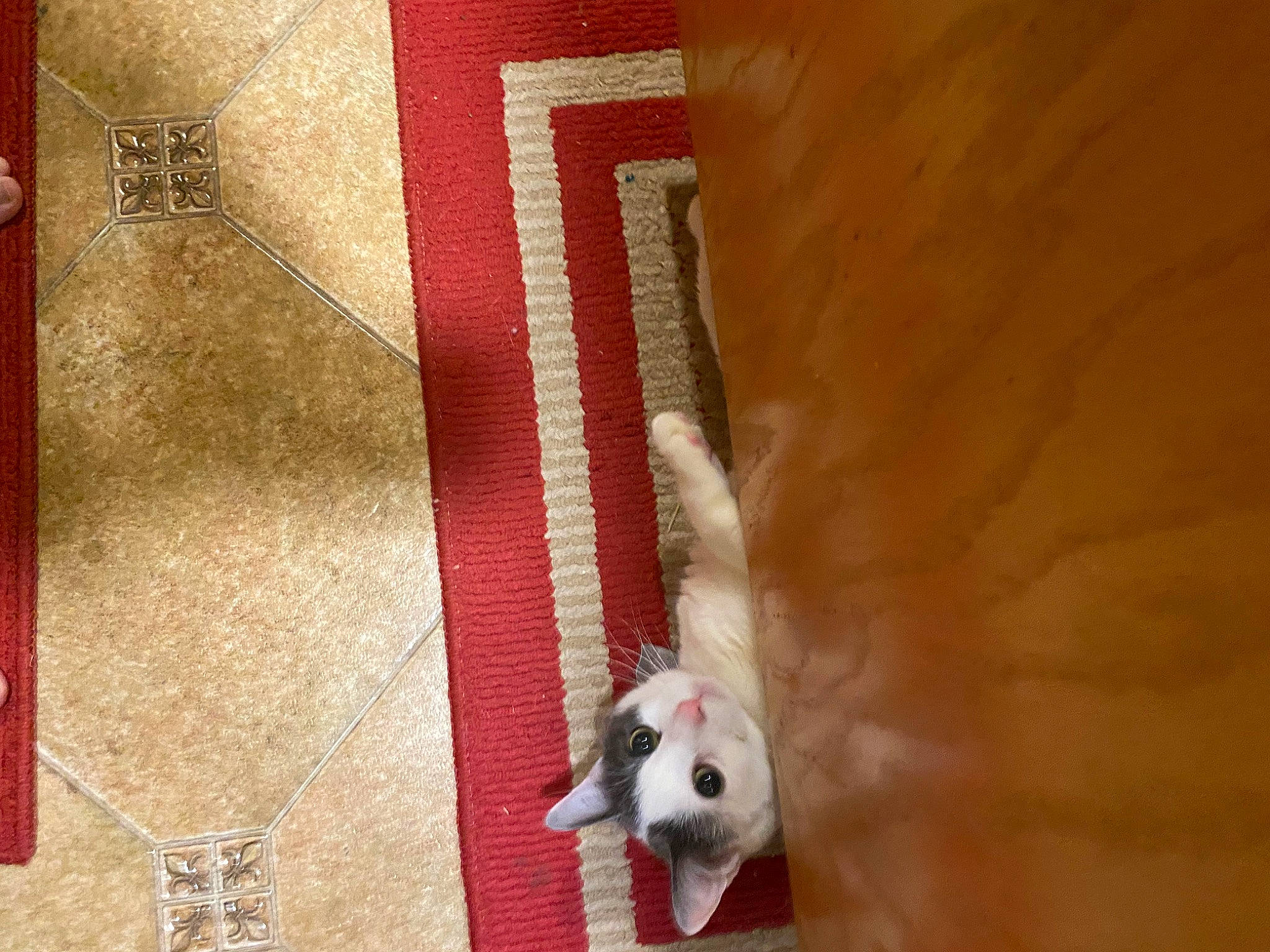 Daniel joined the competition — help win amazing prizes! carmine, carnivore, companion_dog, dog, dog_breed, fawn, felidae, flooring, fur, hardwood, linens, pattern, pet_supply, rectangle, sporting_group, tail, tints_and_shades, whiskers, wood, working_animal