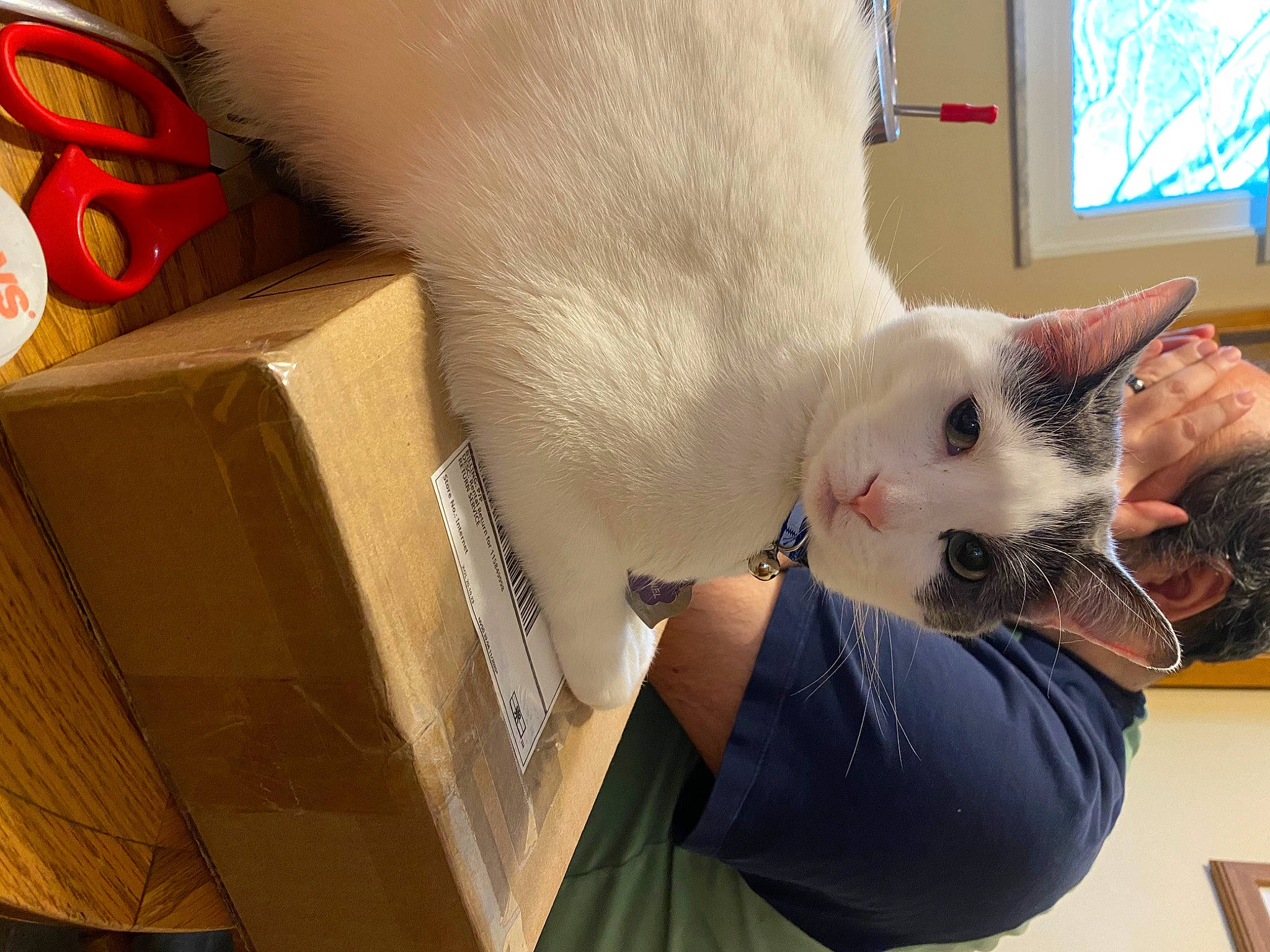 Daniel is registered to the contest to win money with this photo: box, carnivore, carton, cat, claw, comfort, domestic_short_haired_cat, ear, fawn, felidae, fur, package_delivery, packaging_and_labeling, packing_materials, paw, shipping_box, small_to_medium_sized_cats, tail, whiskers, window