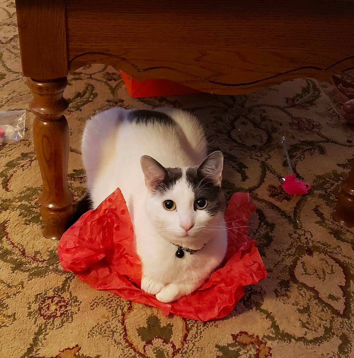 Daniel joined the competition — help win amazing prizes! carmine, carnivore, cat, comfort, domestic_short_haired_cat, eye, fawn, felidae, floor, flooring, fur, grey, hardwood, linens, paw, small_to_medium_sized_cats, snout, tail, whiskers, wood