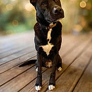 Buddy joined the competition — help win amazing prizes! dog, black_and_white, sitting, portrait, outdoors, wooden_deck, animal, pet, collar, short_hair, floppy_ears, brown_eyes, white_chest, white_paws, serious_expression, golden_hour, bokeh, nature, centered_composition, photography