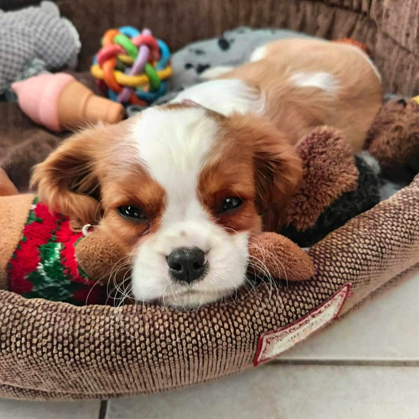 Acajou a rejoint le concours — aidez-le/la à gagner de superbes lots ! animal, brown, close_up, cozy, cute, dog, ears, floor, indoor, multicolored_toy, nose, pet_bed, plush_toy, puppy, resting, sleepy, stuffed_animal, tile_floor, toy, white