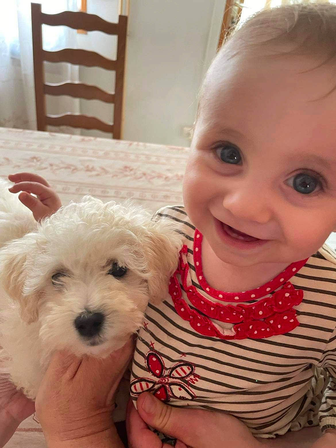 Flavya a rejoint le concours — aidez-le/la à gagner de superbes lots ! baby, baby_toddler_clothing, carnivore, chair, companion_dog, dog, dog_breed, eye, hair, happy, head, iris, joy, nose, organ, person, skin, smile, toddler, toy_dog