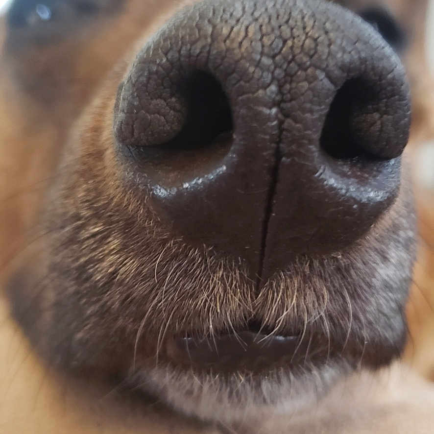 Cocoa joined the competition — help win amazing prizes! animal, bodypart, canine, dog, hound, husky, labradorretriever, mouth, person, pet, puppy, sleeping, snout