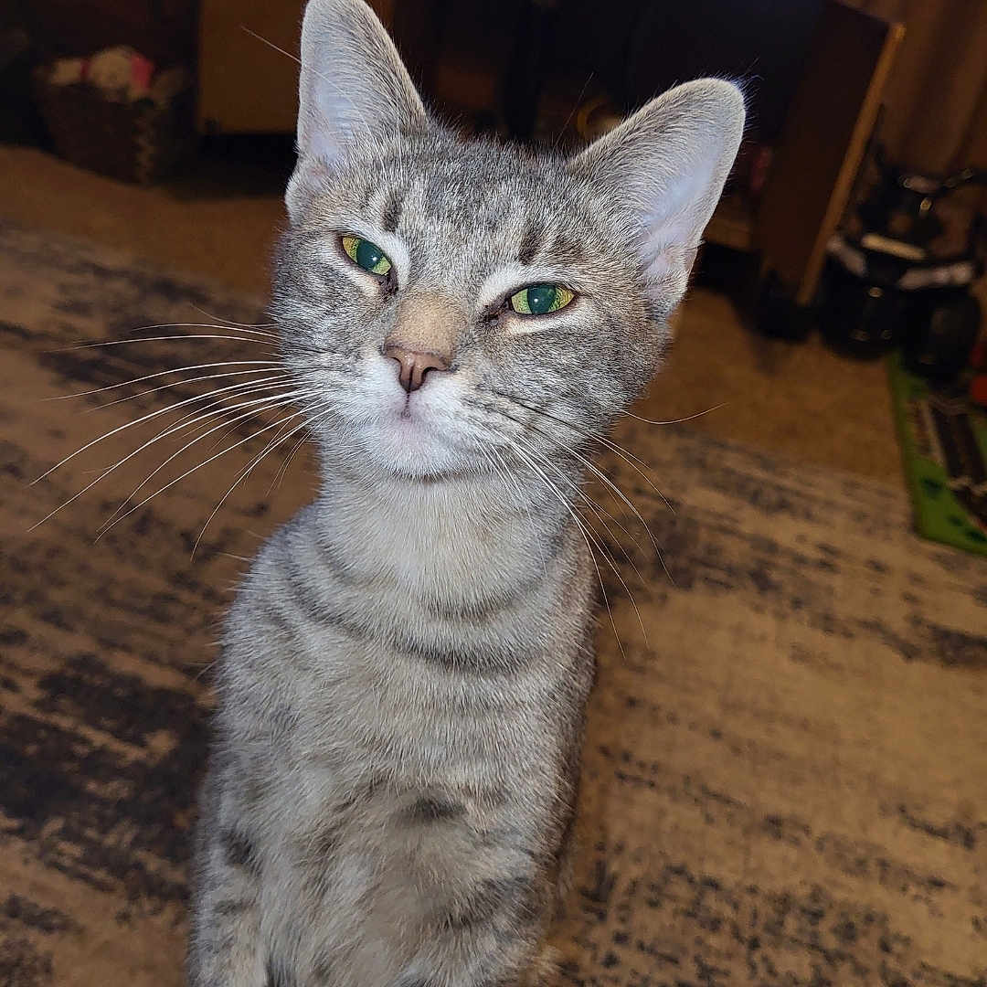 Roo joined the competition — help win amazing prizes! abyssinian, animal, cat, computerhardware, couch, egyptiancat, electronics, entertainmentcenter, furniture, hardware, hardwood, kitten, manx, monitor, pet, plywood, screen, siamese, tv, wood