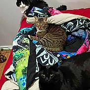 Henry joined the competition — help win amazing prizes! cat, cats, bed, blanket, striped_cat, black_cat, black_and_white_cat, feline, pet, indoor, resting, animal, cozy, patterned_blanket, wooden_floor, fur, domestic_animal, three_animals, relaxed, companion