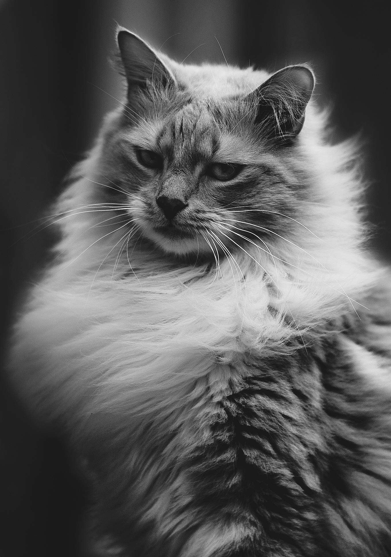 Duc a rejoint le concours — aidez-le/la à gagner de superbes lots ! birman, black_and_white, carnivore, cat, domestic_long_haired_cat, eye, felidae, fur, kitten, mammal, monochrome, monochrome_photography, norwegian_forest_cat, photography, ragdoll, siberian, sky, small_to_medium_sized_cats, snout, whiskers
