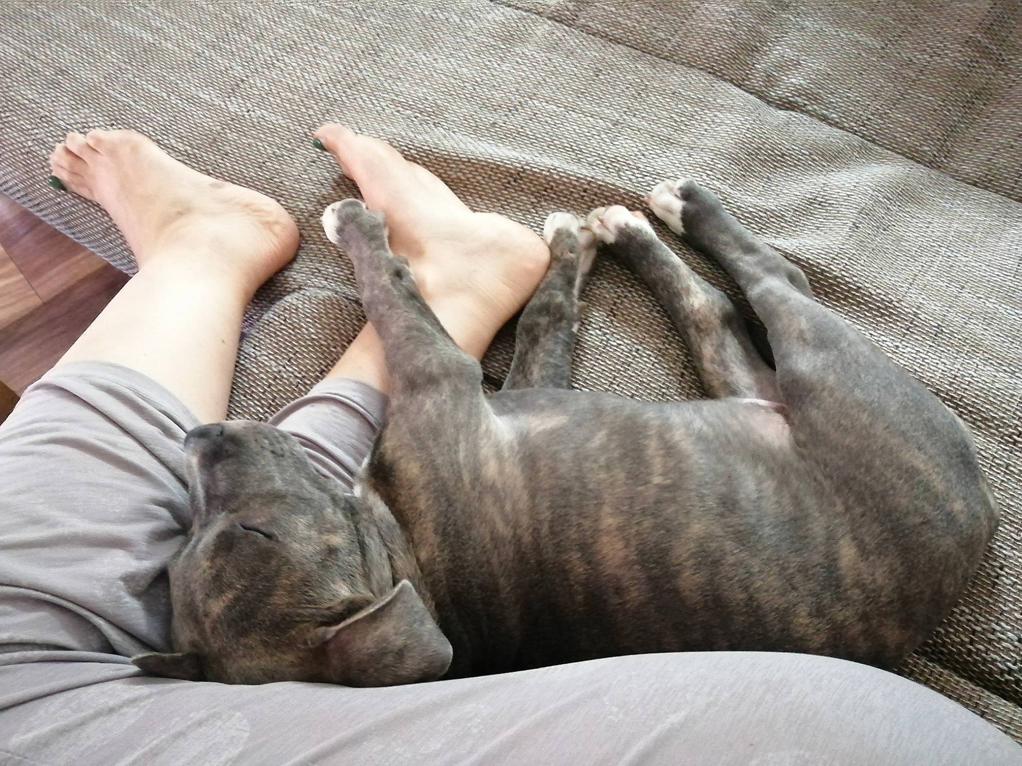 Tyson participe au concours pour gagner de l'argent avec cette photo : barefoot, bedding, carnivore, comfort, couch, dog, fawn, felidae, foot, fur, gesture, grey, human_leg, leg, linens, nap, thigh, whiskers, window, wood