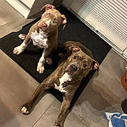 Arrow a rejoint le concours — aidez-le/la à gagner de superbes lots ! dog, puppy, indoor, floor, mat, brown, white, curious, pet, animal, looking_up, ears, paw, companion, cute, domestic, two_dogs, attention, waiting, tile_floor