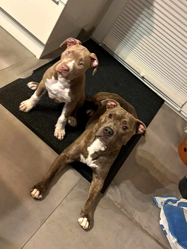 Arrow a rejoint le concours — aidez-le/la à gagner de superbes lots ! dog, puppy, indoor, floor, mat, brown, white, curious, pet, animal, looking_up, ears, paw, companion, cute, domestic, two_dogs, attention, waiting, tile_floor