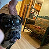 Bron is registered to the contest to win money with this photo: arm, canine, casual, close_up, cool, couch, dog, doorway, funny, home_interior, indoor, kitchen, living_room, person, pet, portrait, relaxed, sunglasses, vintage_furniture, wood_floor