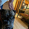 animal, arm, brindle, casual, comfort, couch, dog, flooring, furniture, hand, human, indoor, kitchen, living_room, person, pet, relaxed, sunglasses, vintage, wood_floor