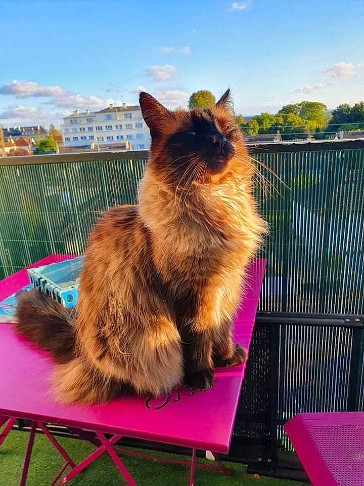 Italique a rejoint le concours — aidez-le/la à gagner de superbes lots ! canidae, carnivore, cat, cloud, dog_breed, fawn, felidae, fence, fur, grass, leisure, plant, sky, small_to_medium_sized_cats, snout, sporting_group, tail, tree, whiskers, wood