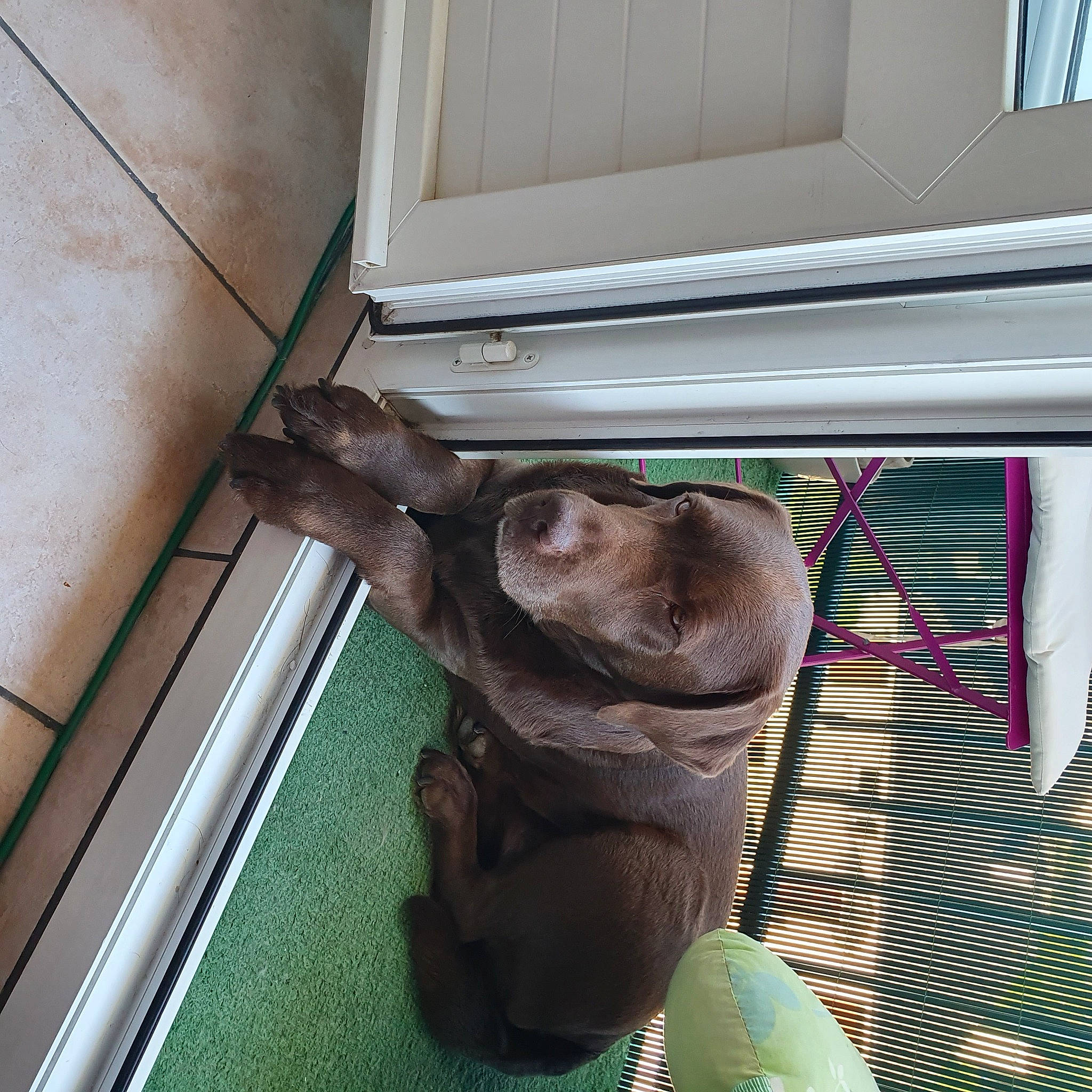 India a rejoint le concours — aidez-le/la à gagner de superbes lots ! brown, canidae, carnivore, cat, comfort, dog_breed, fawn, felidae, flooring, hardwood, liver, room, small_to_medium_sized_cats, snout, sporting_group, tail, terrestrial_animal, whiskers, window, wood