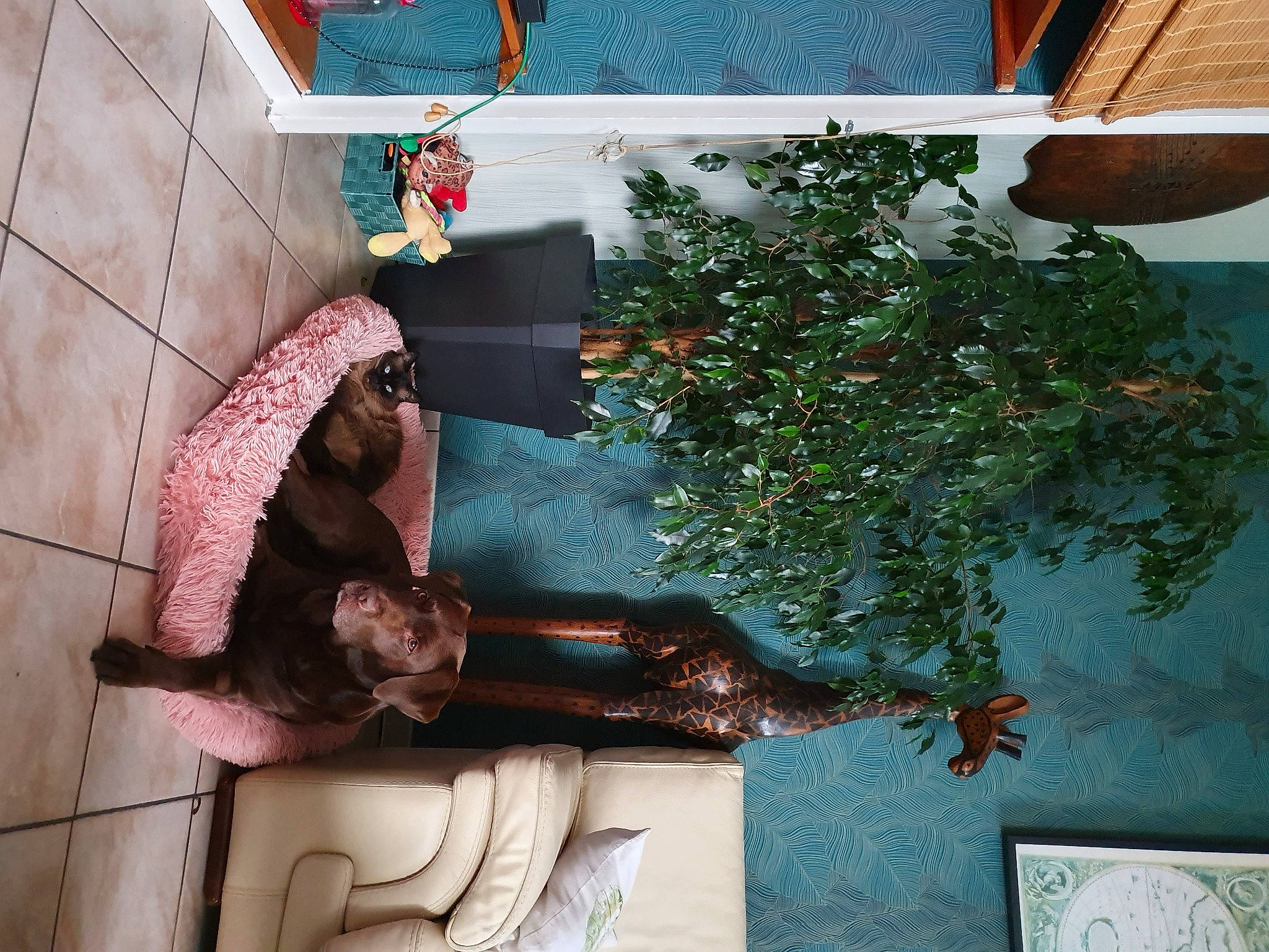 India a rejoint le concours — aidez-le/la à gagner de superbes lots ! dress, floral_design, fur, herb, houseplant, pattern, plant, room, tree, wood