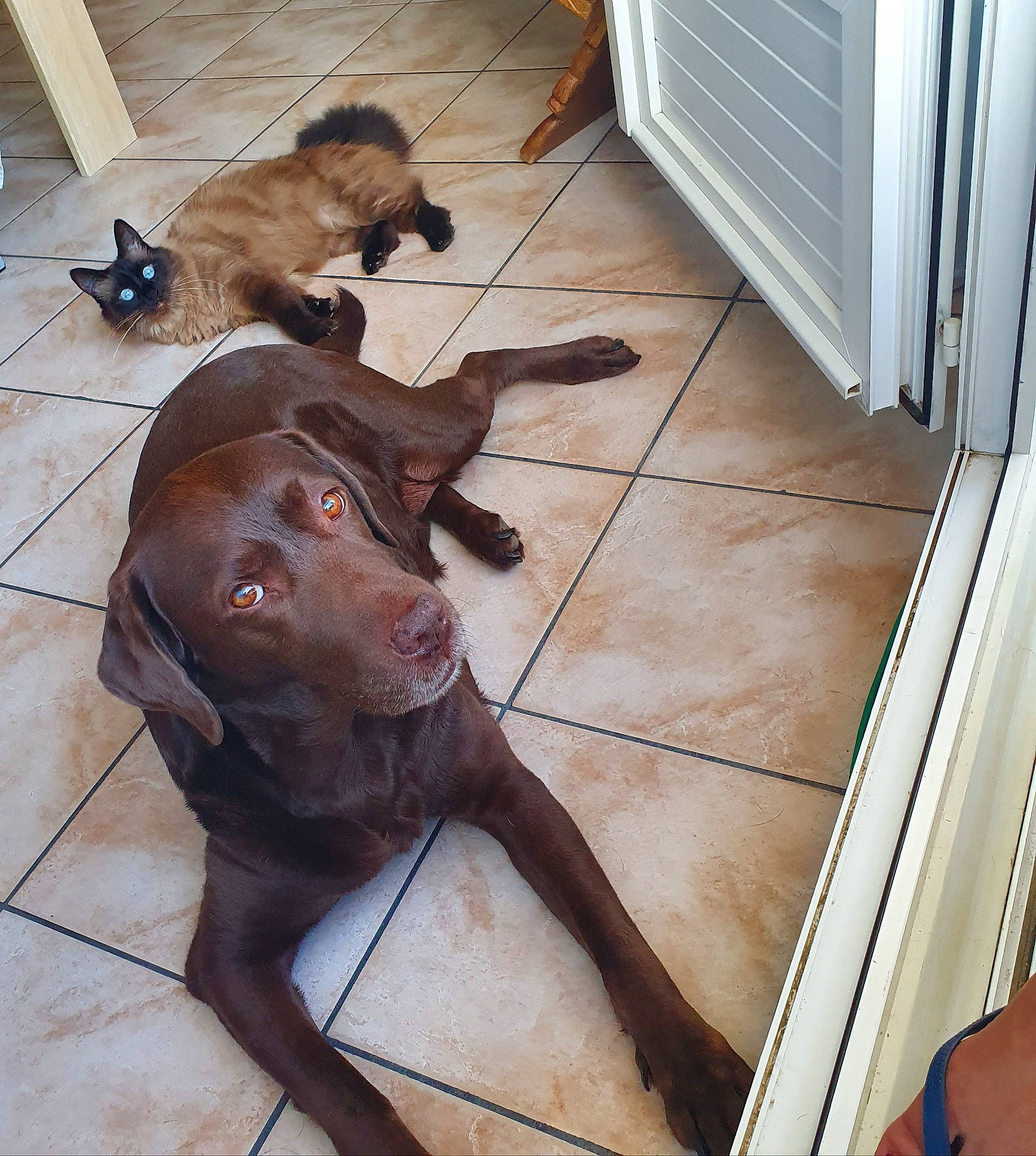 India participe au concours pour gagner de l'argent avec cette photo : brown, carnivore, collar, companion_dog, dog, dog_breed, dog_collar, fawn, floor, flooring, fur, guard_dog, hardwood, liver, pet_supply, sporting_group, tail, wood, wood_stain, working_animal