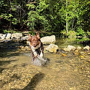 Maât a rejoint le concours — aidez-le/la à gagner de superbes lots ! animal, brown_dog, canine, creek, daylight, dog, forest, happy, nature, outdoor, playful, rocks, running, splashing, summer, sunlight, trees, water, wet, white_paws