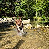 animal, brown_dog, canine, creek, daylight, dog, forest, happy, nature, outdoor, playful, rocks, running, splashing, summer, sunlight, trees, water, wet, white_paws