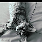Phoebe is registered to the contest to win money with this photo: cat, tabby, pet, animal, feline, bed, resting, whiskers, curious, lying_down, soft_light, monochrome, cute, domestic_animal, fur, eyes, close_up, relaxed, indoor, sleepy