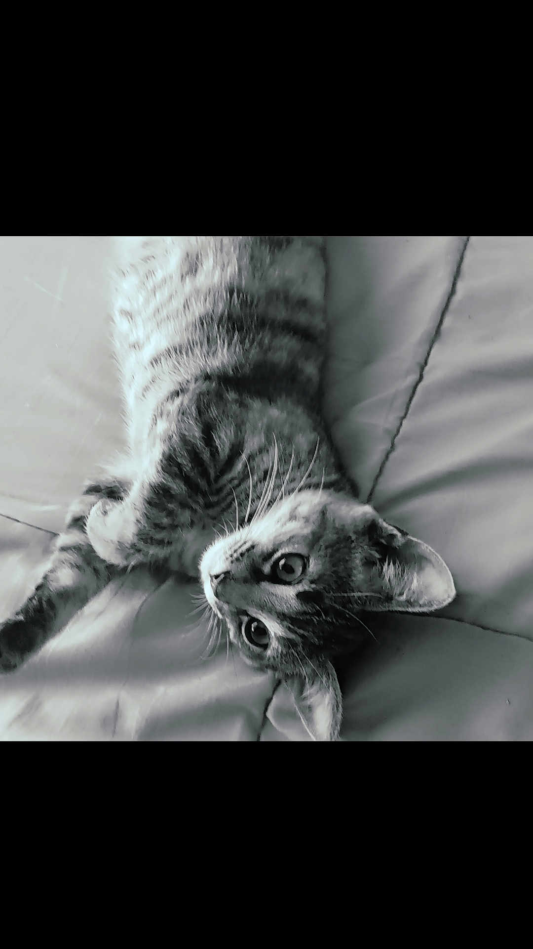 Phoebe