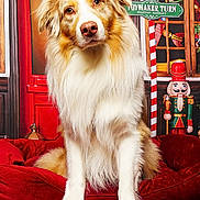 Taïko participe au concours pour gagner de l'argent avec cette photo : animal, architecture, building, canine, collie, couch, cushion, dog, eskimodog, face, furniture, goldenretriever, head, homedecor, hound, husky, indoors, nutcracker, person, pet