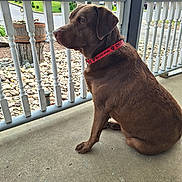 Oso is registered to the contest to win money with this photo: dog, labrador, chocolate_labrador, pet, collar, porch, fence, concrete, suburban, outdoor, sitting, brown_dog, animal, canine, quiet, daytime, residential, yard, trees, grass