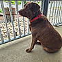 dog, labrador, chocolate_labrador, pet, collar, porch, fence, concrete, suburban, outdoor, sitting, brown_dog, animal, canine, quiet, daytime, residential, yard, trees, grass