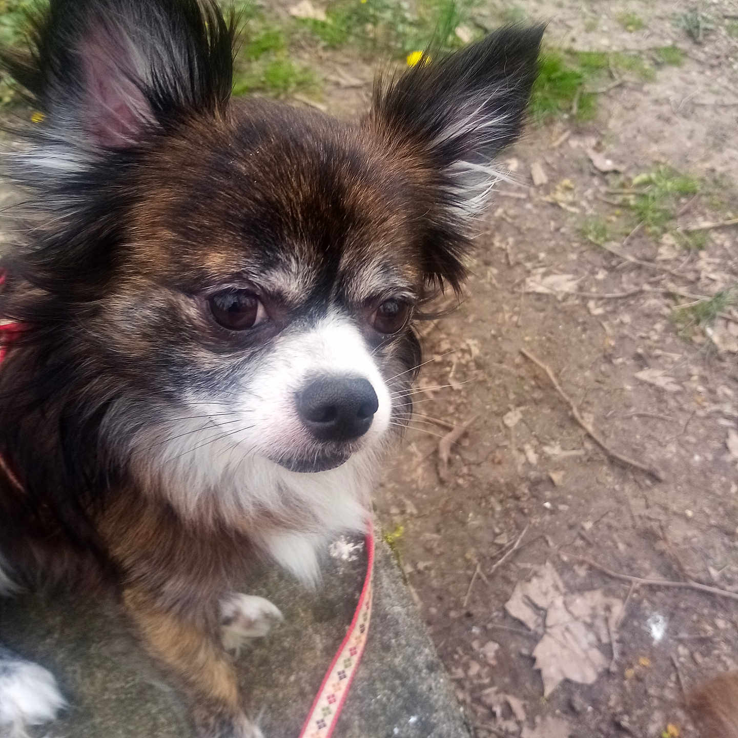 Pacman participe au concours pour gagner de l'argent avec cette photo : accessories, animal, canine, chihuahua, cockerspaniel, dog, eskimodog, grass, leash, papillon, pet, plant, puppy, rock, slate, soil, strap, terrier