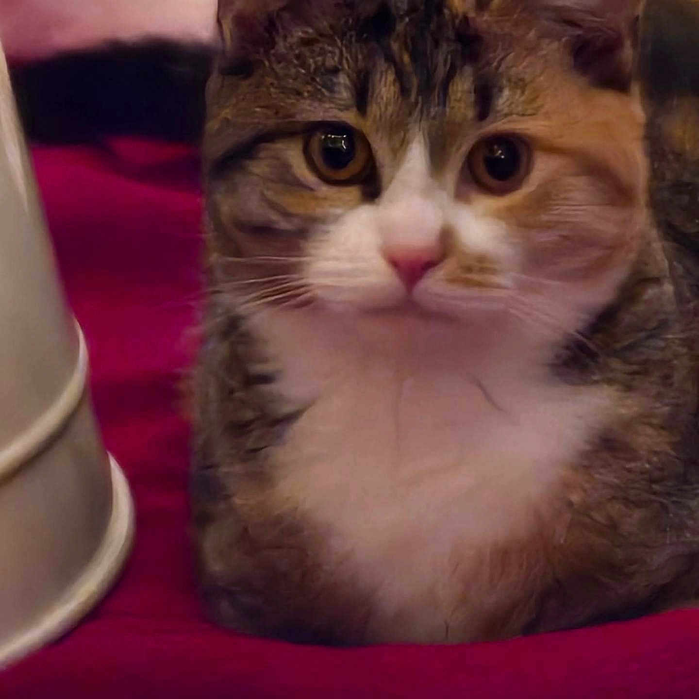 Mazy joined the competition — help win amazing prizes! animal, background_blur, black, brown, cat, close_up, curious, cute, domestic, eyes, face, feline, fur, indoor, pet, red_blanket, snowflake_pattern, soft, whiskers, white