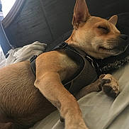 Buddy is registered to the contest to win money with this photo: dog, sleeping, bed, harness, paw, cozy, indoor, resting, brown_fur, pillow, relaxed, pet, canine, closeup, fur, animal, peaceful, quiet, side_view, domestic