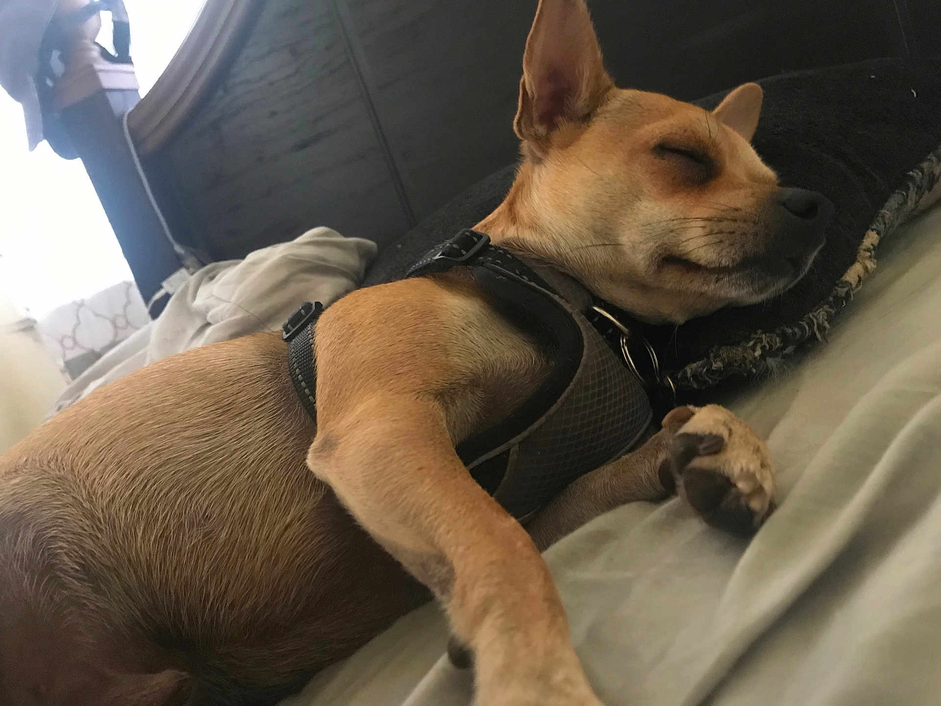 Buddy