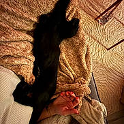 Reglisse a rejoint le concours — aidez-le/la à gagner de superbes lots ! black_dog, blanket, hand, red_nail_polish, plush_toy, texture, warm_lighting, cozy, indoor, furniture, relaxation, carpet, soft_fabric, paw, resting, couch, home, animal, pet, sleeping