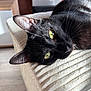 black_cat, cat, pet, animal, indoor, yellow_eyes, feline, relaxing, cozy, soft_light, texture, fur, whiskers, close_up, home_interior, comfort, resting, portrait, domestic_cat, curious_eyes
