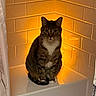 animal, bathroom, bathtub, brown_fur, cat, cozy, ears, eyes, face, front_view, indoor, pet, portrait, sitting, striped_fur, tabby_cat, tiles, warm_lighting, whiskers, white_chest