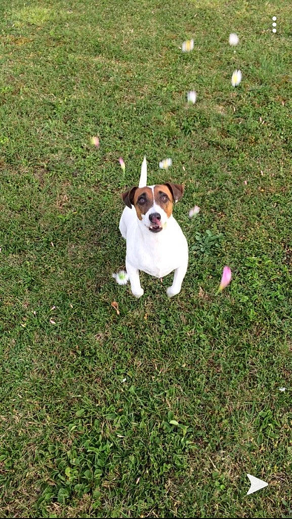 June participe au concours pour gagner de l'argent avec cette photo : canidae, carnivore, companion_dog, danish_swedish_farmdog, dog, dog_breed, grass, jack_russell_terrier, mammal, miniature_fox_terrier, parson_russell_terrier, plant, puppy, rat_terrier, russell_terrier, sporting_group, teddy_roosevelt_terrier, tenterfield_terrier, treeing_feist, vertebrate