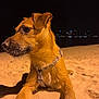 Rocky participe au concours pour gagner de l'argent avec cette photo : dog, beach, sand, night, animal, pet, canine, outdoor, paws, snout, collar, city_lights, dark_sky, curious, lying_down, close_up, fur, muzzle, quiet, leisure
