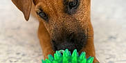 Rocky participe au concours pour gagner de l'argent avec cette photo : puppy, dog, toy, green_ball, spiky_ball, floor, closeup, pet, animal, brown_fur, ears, nose, playful, indoor, curious, young_dog, focus, texture, soft_light, background_blur