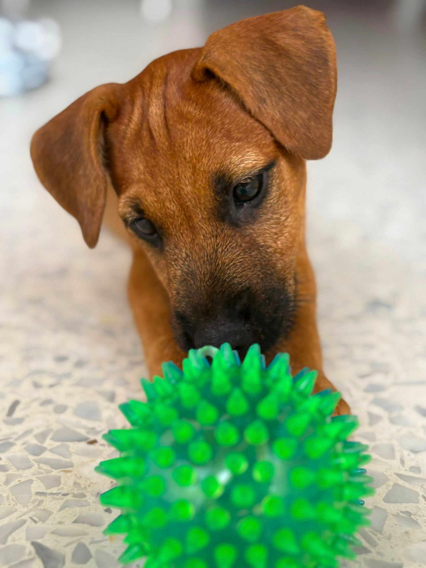 Rocky participe au concours pour gagner de l'argent avec cette photo : puppy, dog, toy, green_ball, spiky_ball, floor, closeup, pet, animal, brown_fur, ears, nose, playful, indoor, curious, young_dog, focus, texture, soft_light, background_blur