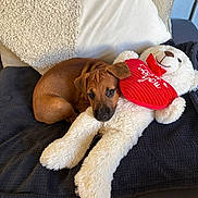 Rocky participe au concours pour gagner de l'argent avec cette photo : puppy, dog, stuffed_toy, teddy_bear, heart, red, brown, white, blanket, cushion, sofa, cute, snuggling, resting, indoor, soft, plush, pet, cozy, comfort