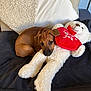 puppy, dog, stuffed_toy, teddy_bear, heart, red, brown, white, blanket, cushion, sofa, cute, snuggling, resting, indoor, soft, plush, pet, cozy, comfort