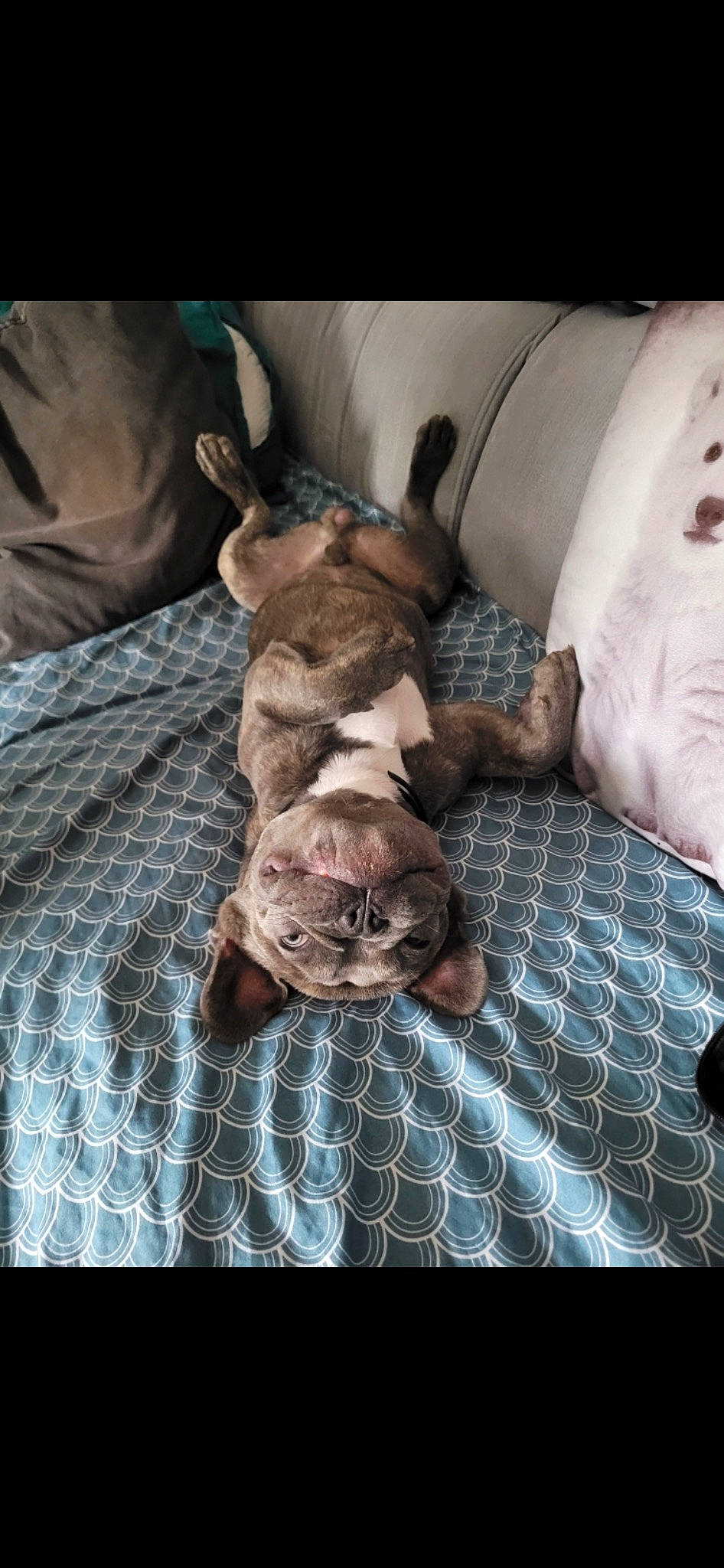 Gizmo participe au concours pour gagner de l'argent avec cette photo : bed, bedding, carnivore, cat, comfort, companion_dog, dog_breed, domestic_short_haired_cat, fawn, felidae, fur, linens, liver, pattern, room, small_to_medium_sized_cats, tail, textile, toy_dog, whiskers