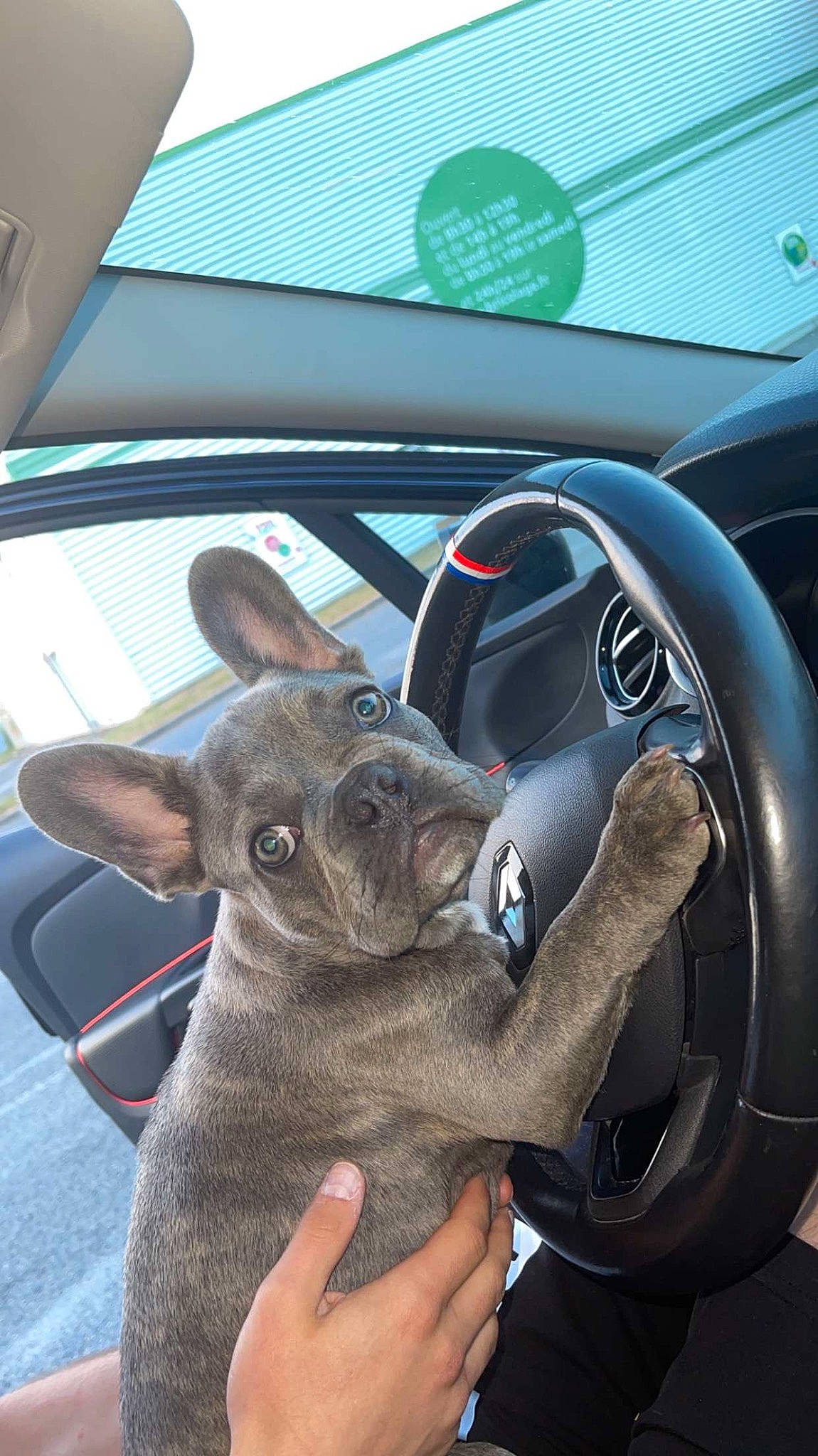 Gizmo participe au concours pour gagner de l'argent avec cette photo : auto_part, automotive_design, automotive_exterior, automotive_mirror, automotive_wheel_system, automotive_window_part, car, fawn, hood, motor_vehicle, personal_luxury_car, plant, rabbits_and_hares, steering_part, steering_wheel, vehicle, vehicle_door, whiskers, window, windshield
