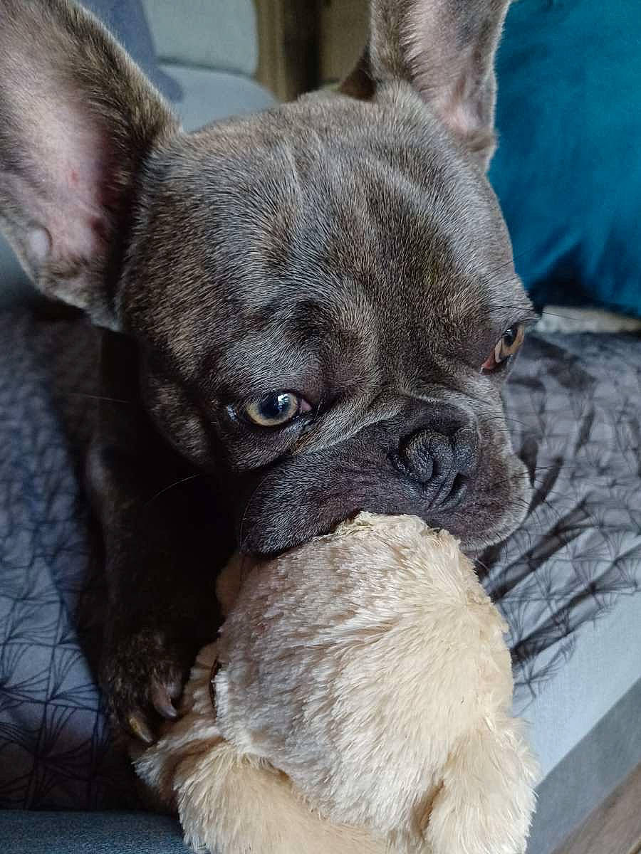 Gizmo a rejoint le concours — aidez-le/la à gagner de superbes lots ! bulldog, canidae, carnivore, close_up, collar, comfort, companion_dog, dog, dog_breed, ear, fawn, fur, liver, snout, sporting_group, terrestrial_animal, toy_dog, whiskers, working_animal, wrinkle