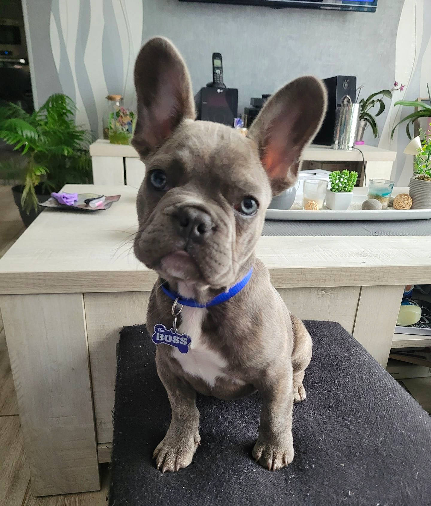 Gizmo a rejoint le concours — aidez-le/la à gagner de superbes lots ! bulldog, carnivore, collar, companion_dog, dog, dog_breed, dog_collar, ear, fawn, flowerpot, houseplant, picture_frame, plant, snout, sporting_group, terrestrial_animal, toy_dog, whiskers, working_animal, wrinkle