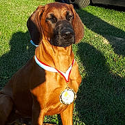 Onyx a rejoint le concours — aidez-le/la à gagner de superbes lots ! bavarian_mountain_hound, black_mouth_cur, broholmer, canidae, carnivore, companion_dog, dog, dog_breed, fawn, grass, hanover_hound, hound, mammal, molosser, rare_breed_dog, rhodesian_ridgeback, snout, sporting_group, tosa, vertebrate
